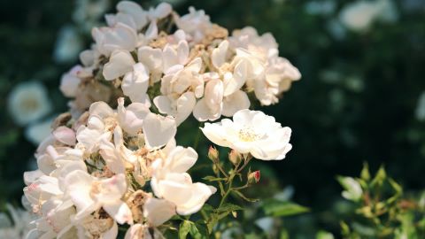 Verdant Stylized Enhanced v2