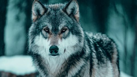 Chilling Blue Thriller