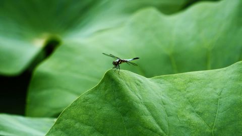 Fuji REALA-ACE Universal Camera LUT