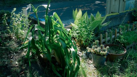 Kodak Portra 400 VC 1 - Universal Camera Support