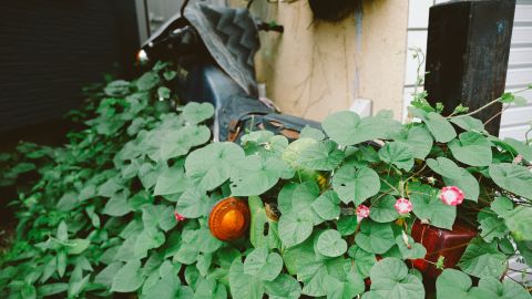 Kodak Portra 160 VC 4++