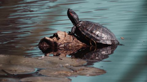 Crimson and Teal Cinematic LUT