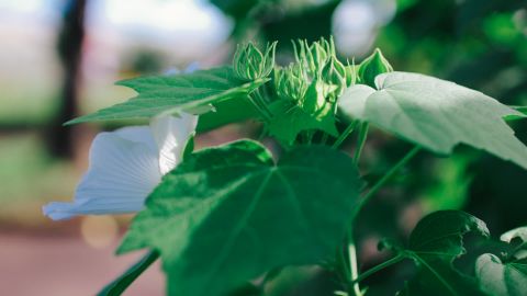 Kodak Portra 400 UC 2 - Universal Camera Support