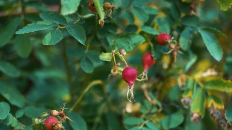 Verdant Cinematic Style Enhanced