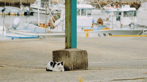 Ricoh Negative GR WB+ with Grain for Universal Cameras