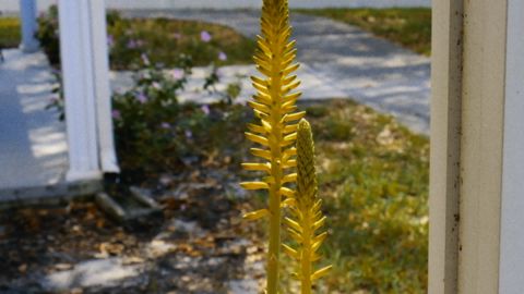 Golden Gate: Universal Cinematic LUT