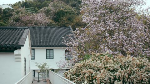 Soft Japanese Film Emulation