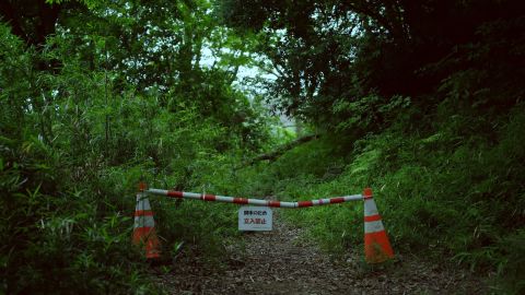 Cool Green Vivid Landscape