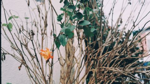 Ricoh Negative Film 1